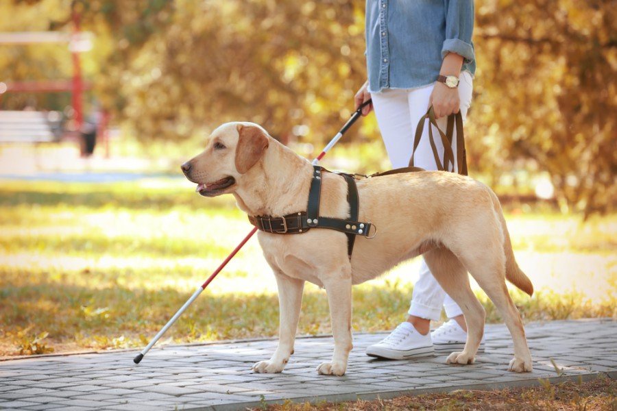 Sierra Canine: Elevating Service Dog Training and Certification Standards in California